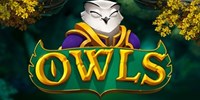 Play Owls Online